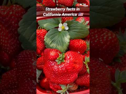 Strawberry facts in California America #agriculture #fruit #shorts