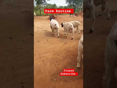 Amazing Dorper and Goat bucks! Morning routine.  #farming #shortsfeed #shorts