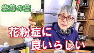 シソの葉が花粉症に良いらしいので検証してみます｜シソはほかにも体に良いことだらけ毎日飲むぞ