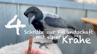 Wie Freunde Ich Mich Mit Einer Krähe An. In 4 Schritten.