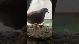 Mama pigeon feed her baby 🥺❤️ #shorts #pigeon #pigeonbaby #feeding #cutebird #cutebaby