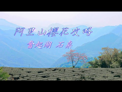 阿里山奮起湖週邊 櫻花祭 高山茶園與櫻花的美景 / 奮起湖石桌櫻花 嘉義景點/台灣愛旅行 9