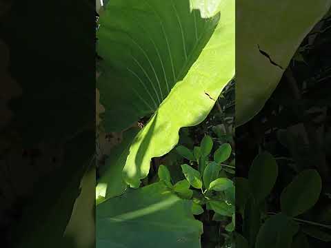 Vlog #1079 ALOCASIA  ELEPHANT EAR PLANT  IN OUR GARDEN  GROW BIGGER EVEN PLANTED IN POTS ONLY