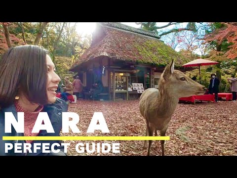 NARA🇯🇵 Top 7 things to do in Nara in Autumn🦌🍁 Day trip from Kyoto🚃 Japan travel vlog