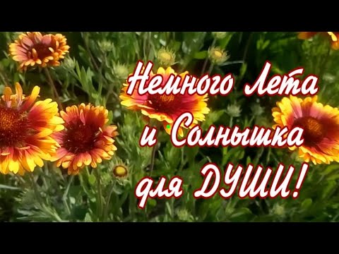 НЕМНОГО ЛЕТА И СОЛНЫШКА ДЛЯ ДУШИ! ☀️ПРЕКРАСНАЯ МУЗЫКА ДЛЯ ДУШИ И НАСТРОЕНИЯ!☀️🎶💞🎶