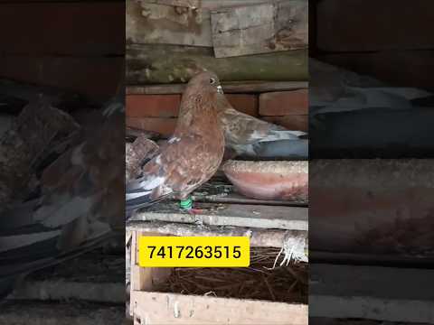 kabutar sale | High flyer pigeon | ambersire #shorts