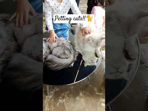 They love petting cats!! #pets #petshop #petcare #pet #catlover #cat #catshorts #shortsfeed #catcat