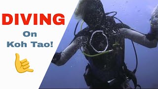 Diving On Koh Tao in Thailand - Best Thing You Will Ever Do!!