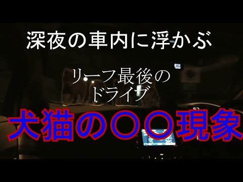 リーフ最後の夜に！【電気自動車】【自動車】【恐怖】【犬猫】【子犬子猫】【深夜】【ドライブ】【リーフ】