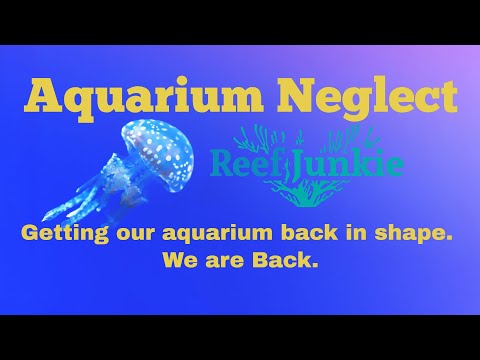 Aquarium Neglect - Why Does It Happen? Bring Our Reef Aquarium Back To Life With Us.