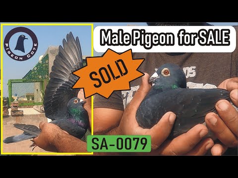 Racer Pigeon Male For Sale | Ring: Green SA-0079 | Pigeon Cote | Waleed Alam