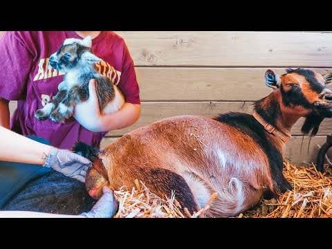 Will she REJECT her newborn babies? (miniature goat birth & delivery)