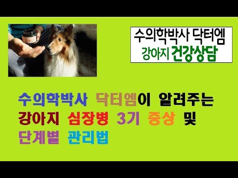 수의학박사 닥터엠이 알려주는 강아지 심장병 3기 증상과 그 대처법!