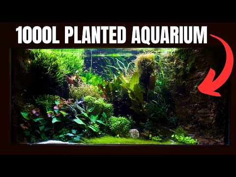 EPIC 8ft Aquascape, Dallas World Aquarium, Aquashella & More!