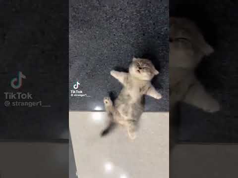 credits to stranger1___ on Tiktok #notmine #funny #shortsviral #youtubeshorts #memes #catvideos