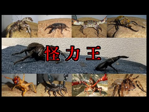 カブクワ！ソフトインセクト！甲殻類！第三回２５㎝未満節足動物綱引き最強決定戦８匹トーナメント