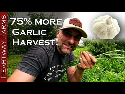 How to Grow 75% More Garlic! Pro tips for the BEST Hard-neck Garlic + Garlic Scapes Recipes!