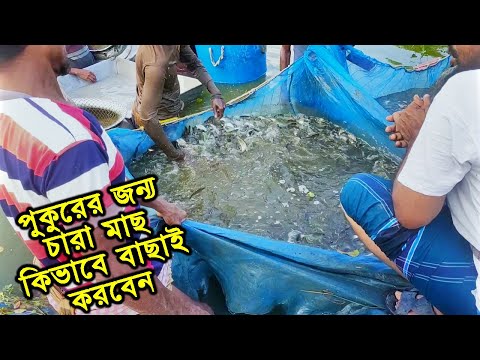 পুকুরের জন্য অনেক চারা মাছ কিনলাম | Seedling Fish For Ponds | Right price of fish hatchery