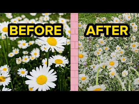 Beautiful Ox-eye daisies, sound of wind and surroundings, before and after snow, asmr, no talking