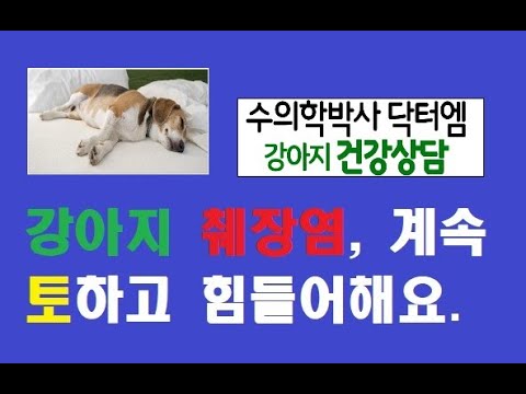 강아지 구토와 혈변, 어떻게 해야 할까요?