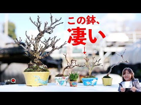 SP to plant many bean bonsai in amazing pots [Bonsai Q]