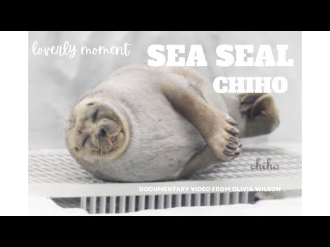 Sea Seal Cutie Moment アシカ かわいい 一瞬 海獅 可愛