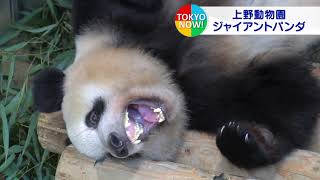 上野動物園のパンダ、5年延長へ調整　最新映像も！