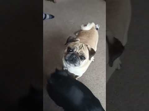 Funny farting dog oops I farted again audio. cute funny pug