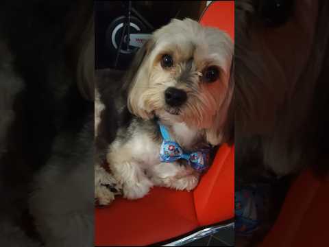 Doggie in a Bowtie: The Cutest Fashion Statement Ever