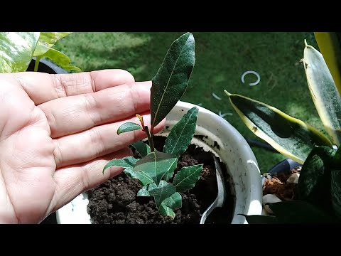 GROWING LAUREL PLANT/ LAUREL TREE by ANAK BUKID