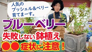 【ブルーベリー育て方】今人気のブッシェル＆ベリー鉢植え方法＆こんな症状に注意！