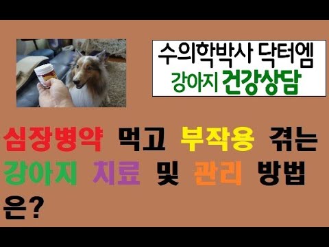 심장약 먹는데 부작용 온 강아지 어떻게 해야 하나요?