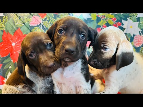 DAY 27!  GERMAN SHORTHAIR POINTER PUPPIES CHRISTMAS CUTENESS & MORE OUTSIDE PLAYTIME!