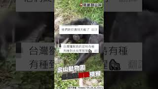 高雄「獼猴誤闖」壽山動物園黑猩猩領地　慘遭2打1圍毆暴打狂甩重傷亡｜TVBS新聞 #shorts