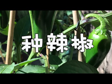 种植辣椒，简单快速