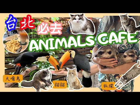 【台灣台北🇹🇼EP03】肉球森林🌿💕｜台北必去動物cafe✨｜餵大嘴鳥｜獅子王丁滿(狐獴)｜Chill多貓貓🐱｜2023｜Taipei Animals Cafe｜Toucan Meerkat Cats