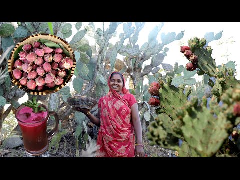 Findla  Juice | Cactus Juice | Healthy Villag Food