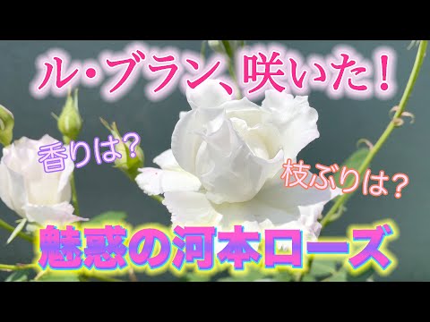 【河本ローズ】ル・ブランが咲きました！！噂に違わぬ美しさ！大人気の河本ローズ、魅力が半端ありませんでした。。