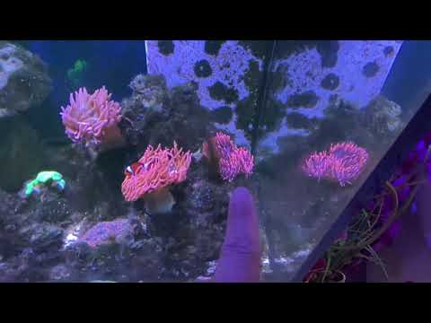 Tony Nguyen: Reef Tank Update 3-26-21