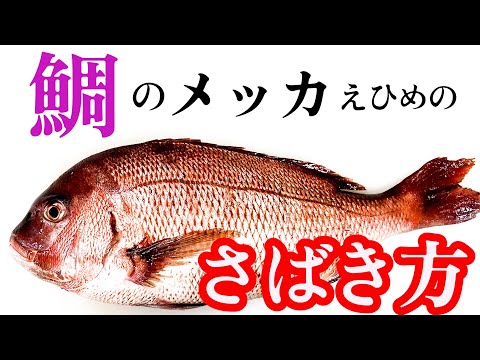 【私でもできた♪】1日50尾さばくプロが教える！家でも簡単な鯛のさばき方！