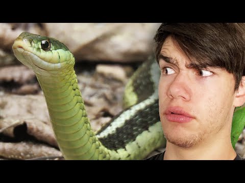 VENOMOUS Garter Snake?