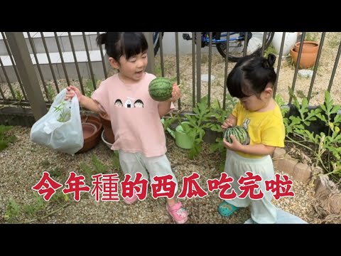 日本生活vlog/院子裡的最後倆個西瓜也摘掉啦！日本鄰居給我送來了3個桃