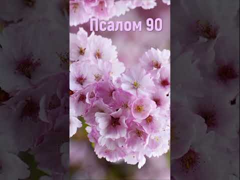 Псалом 90 - Псалтырь - Библия #псалом90 #псалтырь #библия #shorts