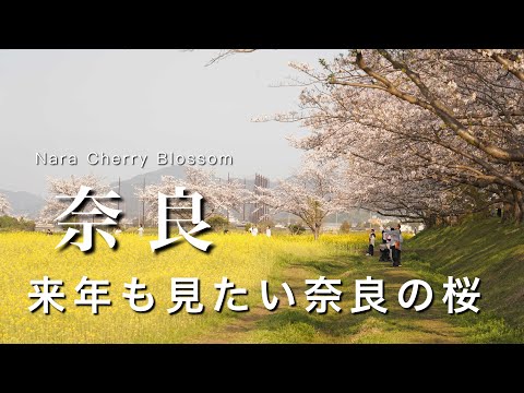 Nara] I want to see it again next year! Cherry Blossom Spots in Nara