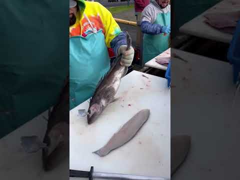 Cutting A Lingcod. #fillet #cleaning #fish #oregon #skills