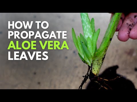 How To Propagate Aloe vera Leaves