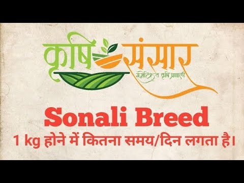 How long does it take for Sonali Hen to be 1kg ? || Sonali मुर्गी 1kg होने में कितना समय लगाती है।