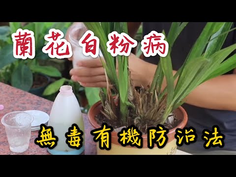 【天天小花農】蘭花得了白粉病？推介2種天然無毒有機防治法，幾天內就治好！