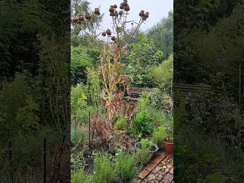 Garden rain - what's the weather like where you are? #rain #rainyday #rainfall #raining