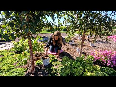 Planting 12 Hydrangeas, Russian Sage & and Spice Baby Viburnum! 😍🌿🙌 // Garden Answer